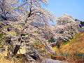 東村箱島の桜